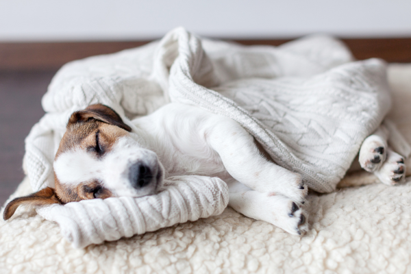 Perché i Cani Scavano sul Letto: Comprendere i Comportamenti Instintivi del tuo Amico Peloso Amici e Natura iTALIA Perché i Cani Scavano sul Letto: Comprendere i Comportamenti Instintivi del tuo Amico Peloso Amici e Natura iTALIA